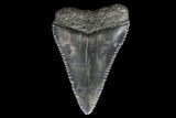 Serrated, Fossil Great White Shark Tooth #66734-1